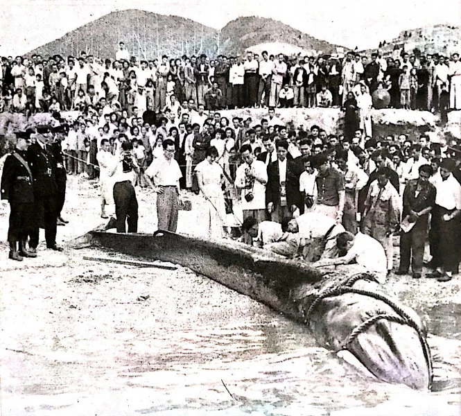 Image 12: Using a high tide the next day, the whale was beached in front of the Government Fisheries Division’s Headquarters in Aberdeen where it was measured and dissected by HKU scientists. (Photo credit: Spectrum, No. 4, May 1955)