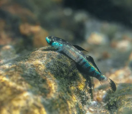HKU Ecologists Lead Global Study Revealing Dam Construction's Harmful Impact on Migratory River Species