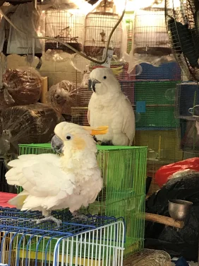 HKU ecologists develop a novel forensic tool for 
detecting laundering of critically endangered cockatoos