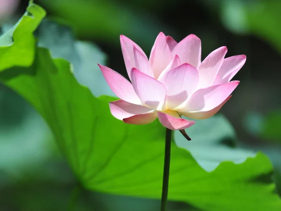 Centre of Buddhist Studies