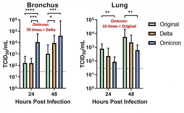 HKUMed finds Omicron SARS-CoV-2 can infect faster and better than Delta in human bronchus but with less severe infection in lung