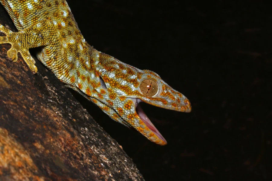 Tokay gecko (Gekko gecko reevesii) on a tree in its habitat. (Credits to Yik-Hei SUNG)  