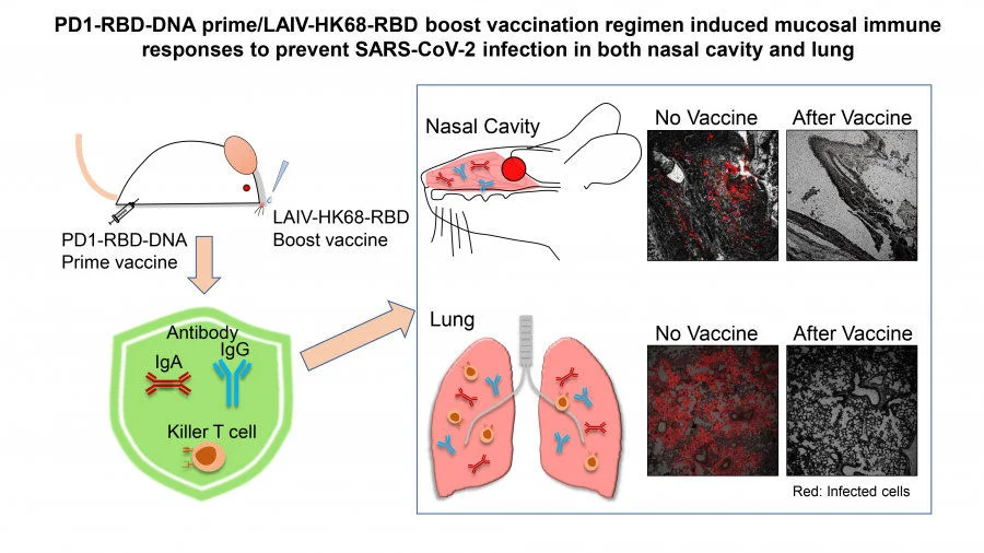 HKUMed discovers a novel vaccine strategy to prevent SARS-CoV-2 nasal infection    