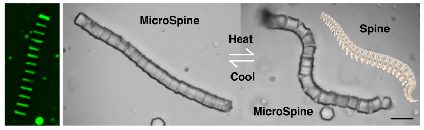 HKU Chemists Create the MicroSpine with Shape-Transforming Properties for Targeted Cargo Delivery at Microscale