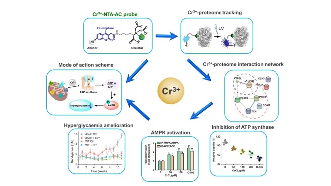 New Insights into Glucose Metabolism: 
Targeting ATP Synthase with Chromium (III) Nutritional Supplement
for Improved Blood Sugar Control