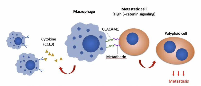 HKU Biologists Reveal a Novel Macrophages-mediated Mechanism that Promotes Peritoneal Metastasis of Ovarian Cancer,
Providing Important Insights into Its Therapeutic Strategy