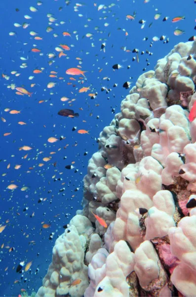 A coral bommie filled with a variety of coral reef fish species with differential effects with increased sea temperatures during marine heatwaves. 