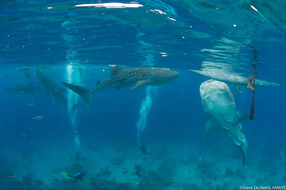 A new study reveals the impacts of whale shark mass tourism on
the coral reefs in Oslob, Cebu, Philippines