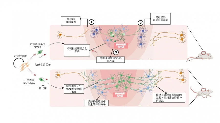 Spinal cord injury (SCI) causes nerve damage and the injury environment favours SOX9 expression; grafting of hNSCs with a half dose of SOX9 acquires unique intrinsic capacity resulting in enhanced neurogenesis, long axonal growth, and establishing neuronal connectivity with the host that restores walking capacity and temperature sensation of the SCI animals.  