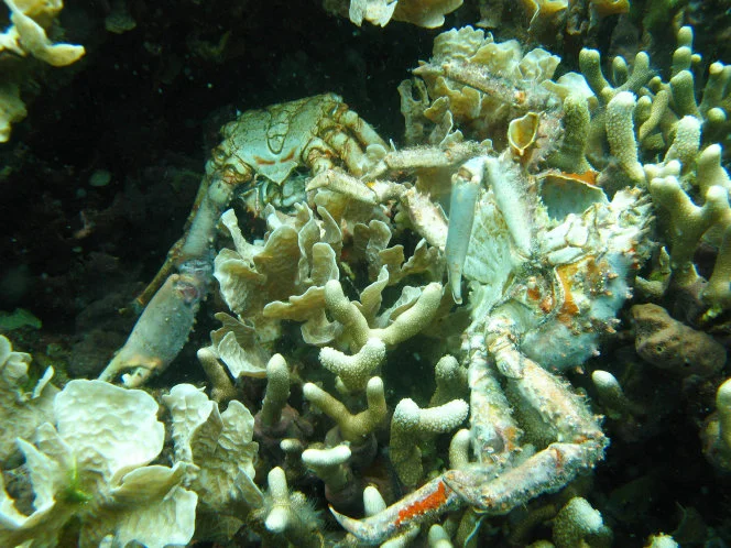 The Ocean Is Losing Its Breath. Here’s the Global Scope.
In Broadest View Yet of World’s Low Oxygen, Scientists Reveal Dangers and Solutions