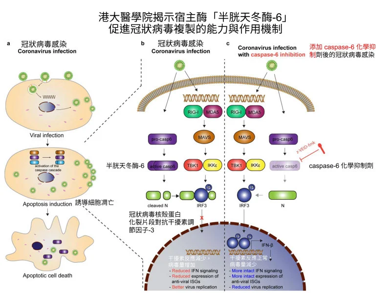 HKUMed reveals the mechanism of how coronaviruses exploit the host antiviral defence mechanisms for efficient replication  