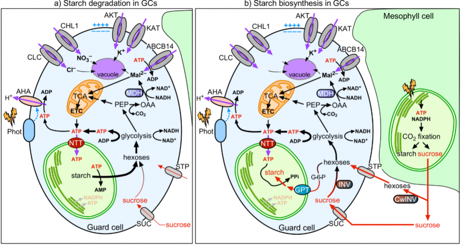 Model of the coordination of stomatal function with starch and malate metabolism in guard cells.  
