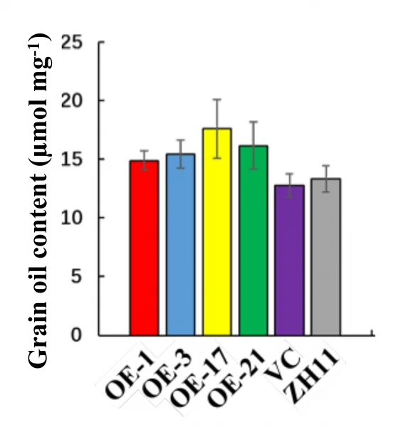 OsACBP2-OE rice grains possess higher oil content.