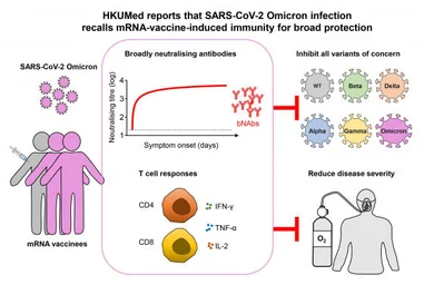 HKUMed reports that SARS-CoV-2 Omicron infection 
recalls mRNA-vaccine-induced immunity for broad protection