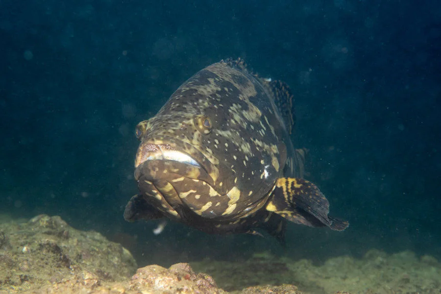 Released through the religious practice of mercy release, the Tiger Grouper-Giant Grouper hybrid (TGGG), also known as the Sabah grouper, now swims in Hong Kong waters, affecting the balance of marine ecosystems. Photo credit: Arthur Chung.   