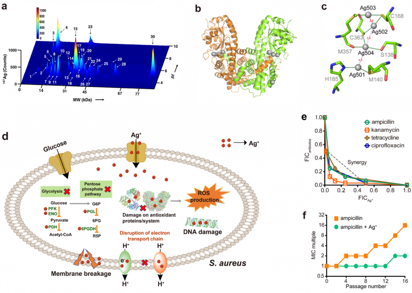 (a) Exploration of Ag+-binding proteins in the soluble fraction of S. aureus with LC-GE-ICP-MS. (b) The overall structure of Ag-bound 6PGDH. (c) Silver coordination sites in 6PGDH and silver cluster composed of four adjacent Ag ions. (d) Diagram showing that Ag+ kills S. aureus by targeting multiple essential pathways. (e) Isobolograms of the combination of conventional antibiotics and Ag+ against S. aureus Newman. (f) Resistance acquisition curves during serial passage with the subinhibitory concentration of ampicillin or combination of ampicillin and Ag+ against S. aureus Newman.