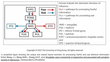 HKU State Key Laboratory of Brain and Cognitive Sciences reveals the pons plays a significant role in processing sad information
