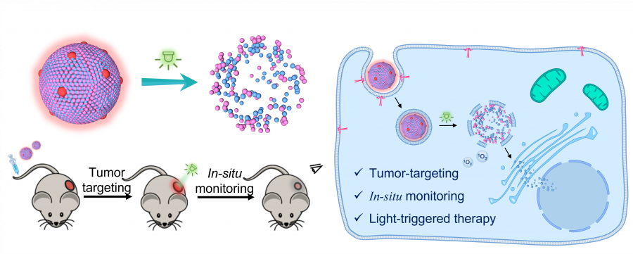 The research team developed a simple photo-responsive prodrug-dye nanomedicine. The nanomedicine achieved tumour targeting, in-situ fluorescence monitoring, and light-triggered drug release for the treatment of colorectal cancer.  