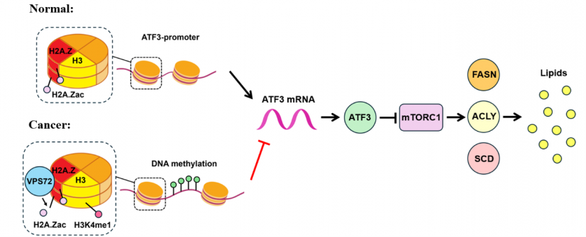 HKU Biologists Uncover How a Genetic Player Fuels Liver Cancer by
Disrupting Fat Metabolism
