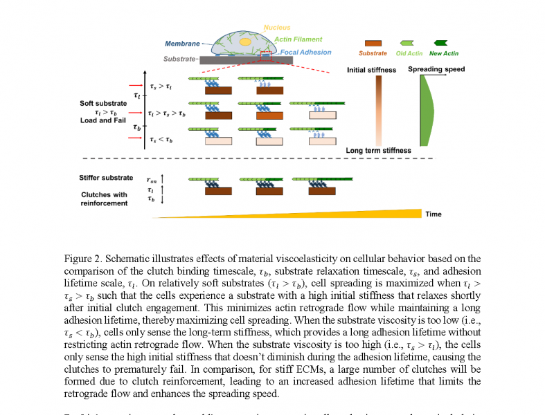 Fig. 2. Schematic illustrates effects of material viscoelasticity on cellular behavior based on the comparison of the clutch binding timescale, substrate relaxation timescale and adhesion lifetime scale. 