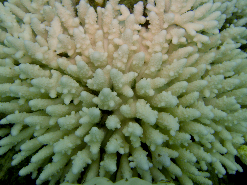 Image 2: Excessive heat stress from marine heatwaves can lead to coral bleaching and death of corals. Photo: Dr Sylvain Agostini, Shimoda Marine Research Center, University of Tsukuba.  