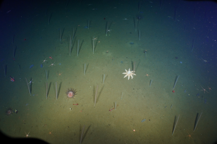 An example of deep-sea soft sediment ecosystem. Photo credit: NOAA OER and Ocean Exploration Trust; A. Thurber camera loan. Courtesy of Lisa Levin.