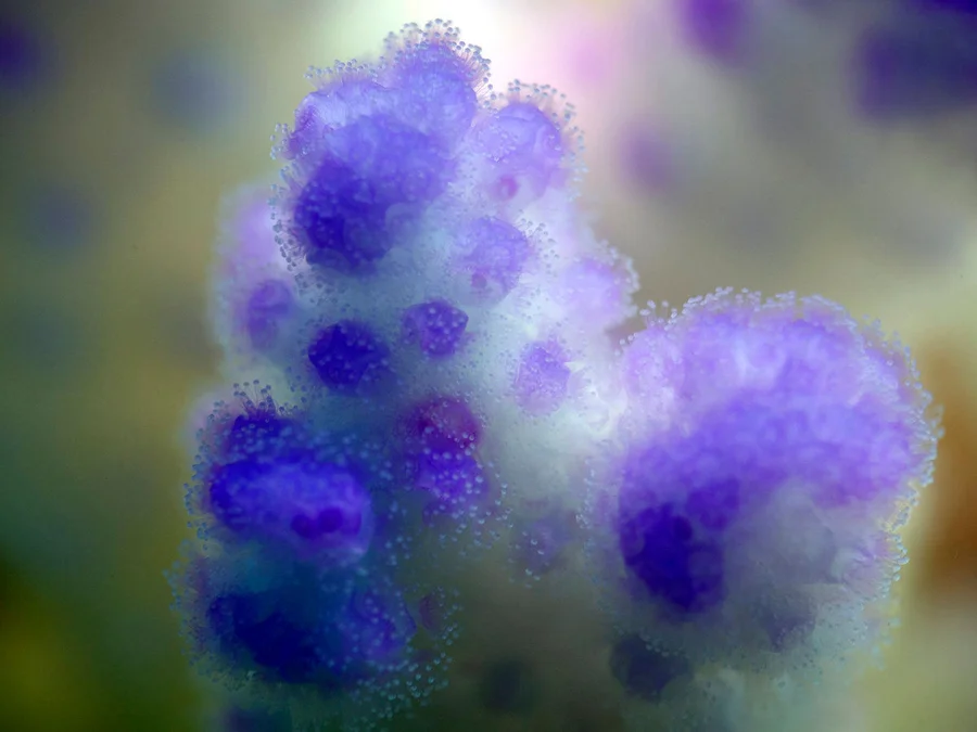 Location: Shaab Reef, Thuwal, Red Sea, Saudi Arabia A close-up of a bleached califlower coral (Pocillopora verrucosa) in the central Red Sea in 2015 during the 2015/2016 global coral mass bleaching event. The polyyps are transluscent, purple colour comes from the corals pigemnts. Photo courtesy: Till Röthig, coral reef scientist