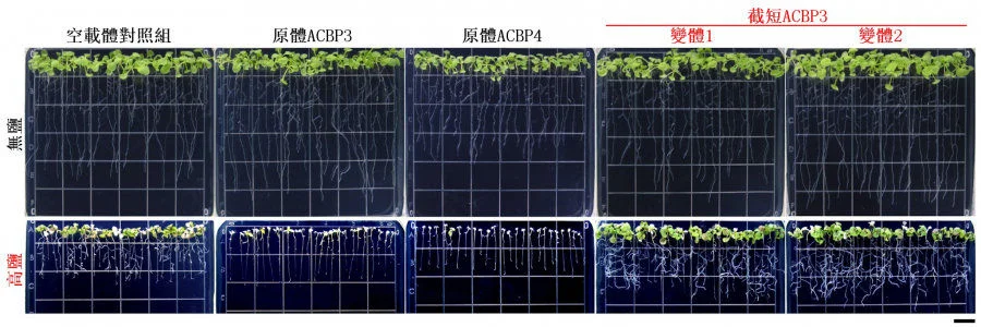 圖2：截短ACBP3變體在轉基因擬南芥的超表達提高耐鹽性。截短 ACBP3變體的超表達株系比對照組更耐鹽。原體ACBP3及ACBP4的超表達株系則更敏感。比例尺 = 1公分。