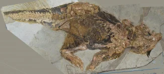 HKU Earth scientist and collaborators use cutting edge laser-based technology to clarify early Triceratops relative colour and structure