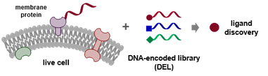 HKU chemists and collaborators develop a new drug discovery strategy for “undruggable” drug targets