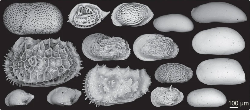 HKU Paleontologists Discover Evolutions of Tropical Deep-water Ecosystem and Environment Affected by High-latitude Climate