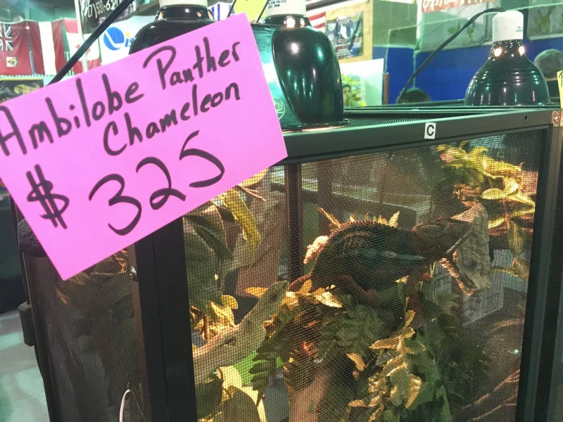 Image 3: A chameleon for sale in a shop, possibly taken from the wild. Photo courtesy of Julie Lockwood.  