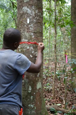 New Cover Story of Nature:
Tropical forests’ carbon sink is already rapidly weakening