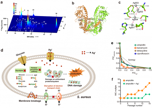 HKU scientists reveal silver-based antimicrobials
can be utilised as antibiotic adjuvants to combat antibiotic resistant Staphylococcus aureus