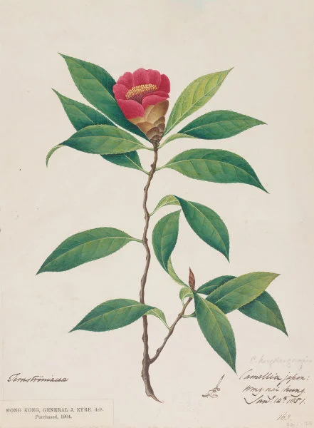 Highlighted Exhibits

Replica of watercolour painting about Hong Kong Camellia
By John Eyre
©  The Board  of Trustees  of the  Royal  Botanic Gardens, Kew

John Eyre was a Lieutenant Colonel in the British Army stationed in Hong Kong. During his time here (1847 to 1851), he frequented the trails  of Hong Kong Island, collecting seeds and making sketches of  flowering  plants  on  his  journeys.  His watercolour paintings came with memos that marked the time and location of bloom.

Among the new species discovered by Eyre,  the most notable is Hong Kong Camellia. It is the only species with red flowers among Hong Kong's native camellias. After years of conservation, Hong Kong Camellia can now be found on the Peak, Pokfulam, and Mount Parker, though it is still considered an endangered species.