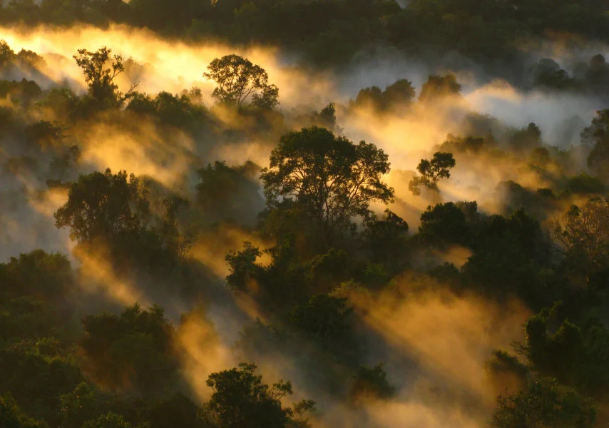 Amazon Forest canopy at Dawn Brazil ; photo courtesy: Peter Vander Sleen   