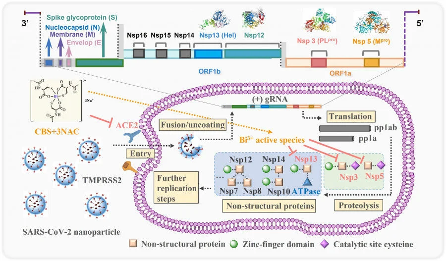 Proposed mechanism of action for orally administrated colloidal bismuth subcitrate together with N-acetyl cysteine as a broad-spectrum anti-coronavirus cocktail therapy. The pan-inhibitory activity of bismuth drugs against various CoVs may stem from their abilities to target multiple viral enzymes in the viral replication cycles. CBS as well as related metallodrugs could inactivate the viral cysteine protease through either targeting the key cysteine residue in the active site (PLpro and Mpro) or structural zinc-finger domain (PLpro and Hel) or even other zinc metalloproteins in human cells (ACE2) that are tightly associated with viral entry.