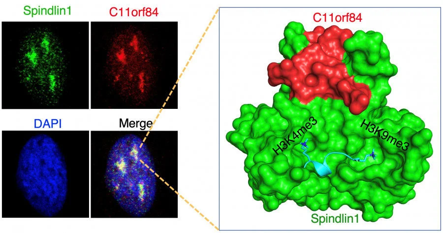 Spindlin1 protein and C11orf84 protein co-localise in the nucleolus (left). Spindlin1 protein and C11orf84 protein form a protein complex to recognise Histone H3 with H3K4me3 and H3K9me3 bivalent modifications (right).  