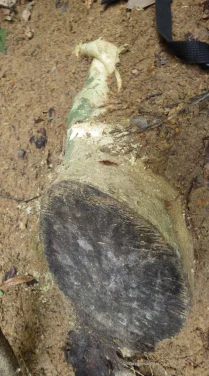 HKU and Hong Kong Police Force Collaborate to Dismantle Illegal Agarwood Trafficking Gang
