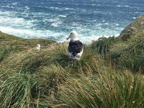New study finds seabirds' response to abrupt climate change 5,000 years ago transformed sub-Antarctic island ecosystems