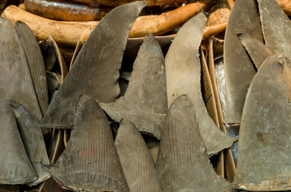 Out of Control Means Off the Menu:
HKU-led Study Shows that Shark Fin Trade is Unsustainable