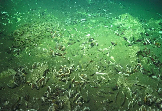 HKU marine ecologist and international team identifies areas of top priority for deep-sea monitoring and conservation through a survey of world’s leading deep-sea scientists