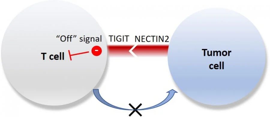The research team identified an important TIGIT-NECTIN2 immune checkpoint axis in liver cancer, of which the molecular ligand - NECTIN2, on tumour cell surface is bound to one of the T cell receptors – TIGIT, and could induce a ‘off’ signal to suppress T cell activity. This indicates the possibility to restore immune attack on tumour cells by creating inhibitor that could target TIGIT-NECTIN2 immune checkpoint axis, as well as developing a more effective precision treatment for liver cancer.  