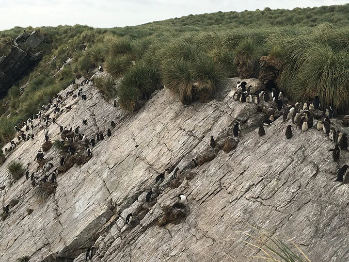 A rookery of Southern rockhopper penguins (Eudyptes chrysocome chrysocome) nest between a rocky slope and a tussac grassland and bring in nutrients from the ocean directly to the grasses at the Kidney Island National Nature Reserve, Falkland Islands. (Photo courtesy: Dulcinea GROFF)   