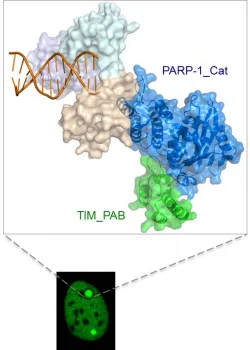 HKU and international collaborative research teams 
identify a novel PARP-1 complex that promotes damaged DNA repair raising new possibility of target therapy for breast cancer and ovarian cancer