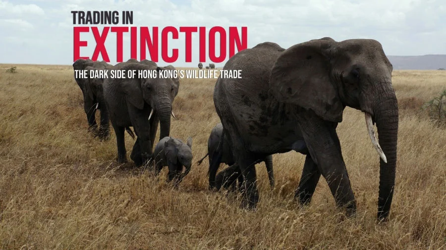 New study sheds light on illegal wildlife trade in Hong Kong -  A high volume and lucrative black market business