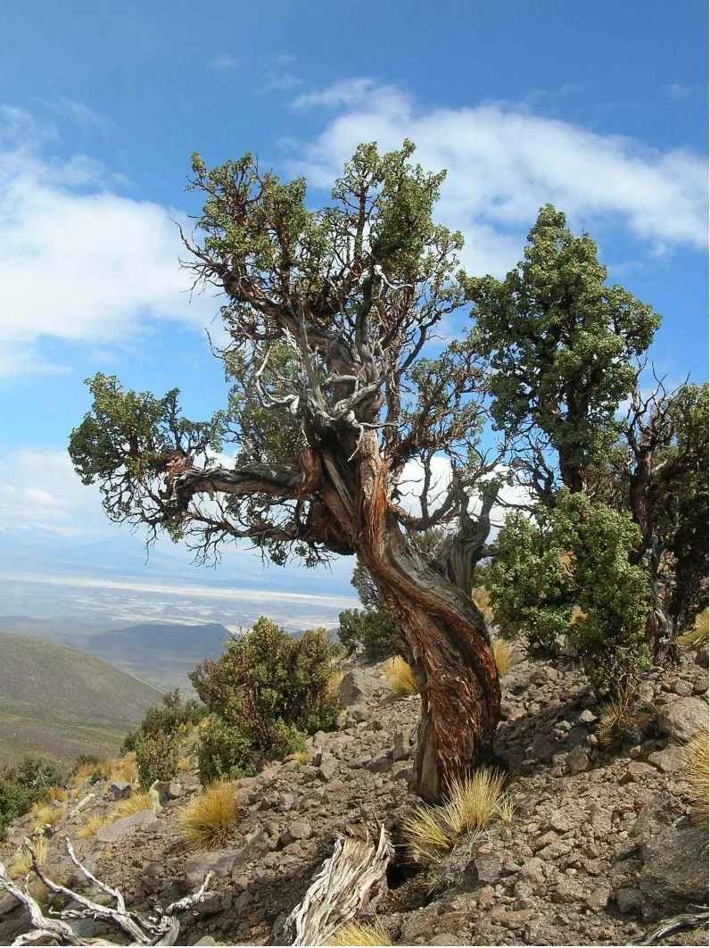 Ancient trees, such as Polylepis tarapacana in the South American Altiplano (above), grow in rocky soils and are sensitive to climate anomalies associated with large-scale climate patterns given by the El Niño. Reading the rings of this and thousands of other trees on the Pacific Rim, this new research finds that recent El Niño behavior is at the highest activity for the past 700 years, possibly a response to ongoing global warming (Image credit: Duncan Christie).