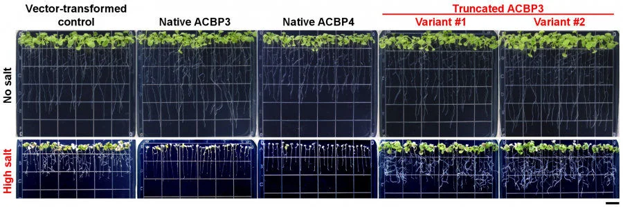 Figure 2. Overexpression of truncated ACBP3 variants promotes salt tolerance in Arabidopsis. Transgenic Arabidopsis overexpressing the native Class II ACBPs and truncated ACBP3 variants were more salt-sensitive and salt-tolerant than the vector-transformed control, respectively. Scale bar = 1 cm.