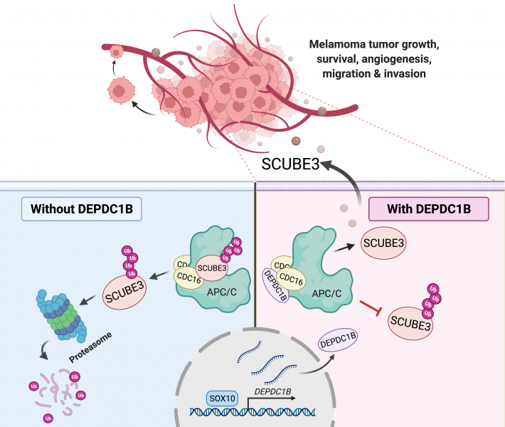 SOX10-DEPDC1B-SCUBE3 regulatory axis promotes melanoma angiogenesis and metastasis  