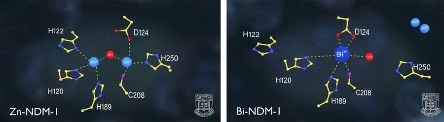 CBS inhibits the activities of major resistant determinant NDM-1 replacing its zinc particles with bismuth